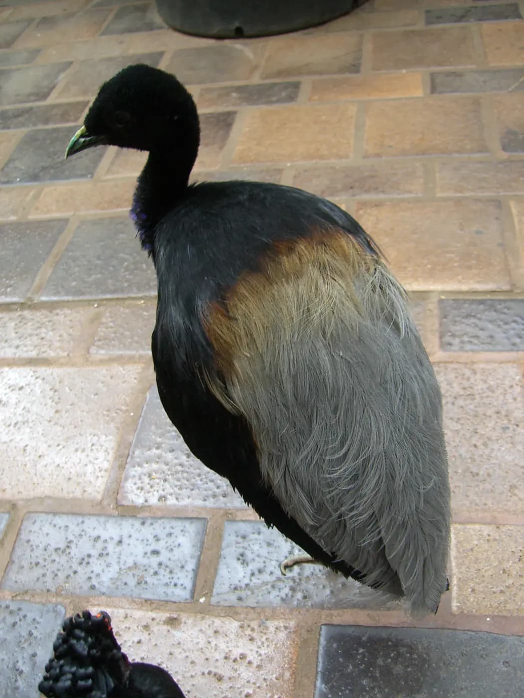 Agami trompette