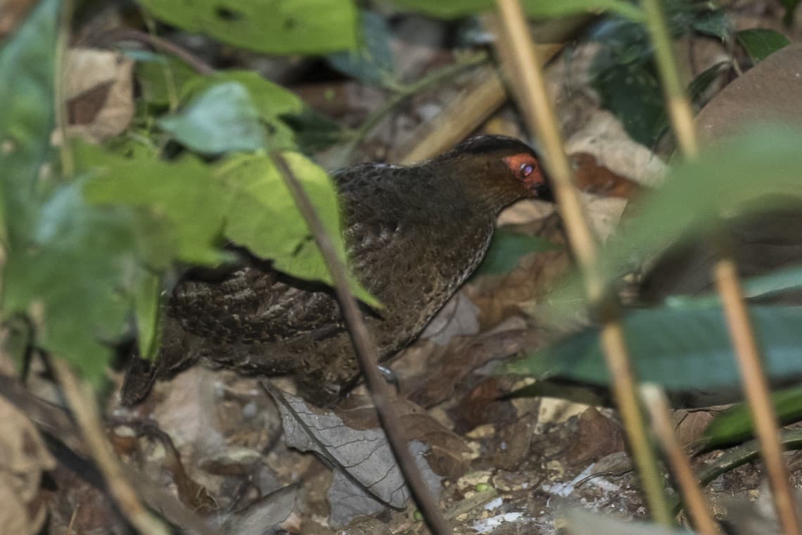 Tocro de Guyane